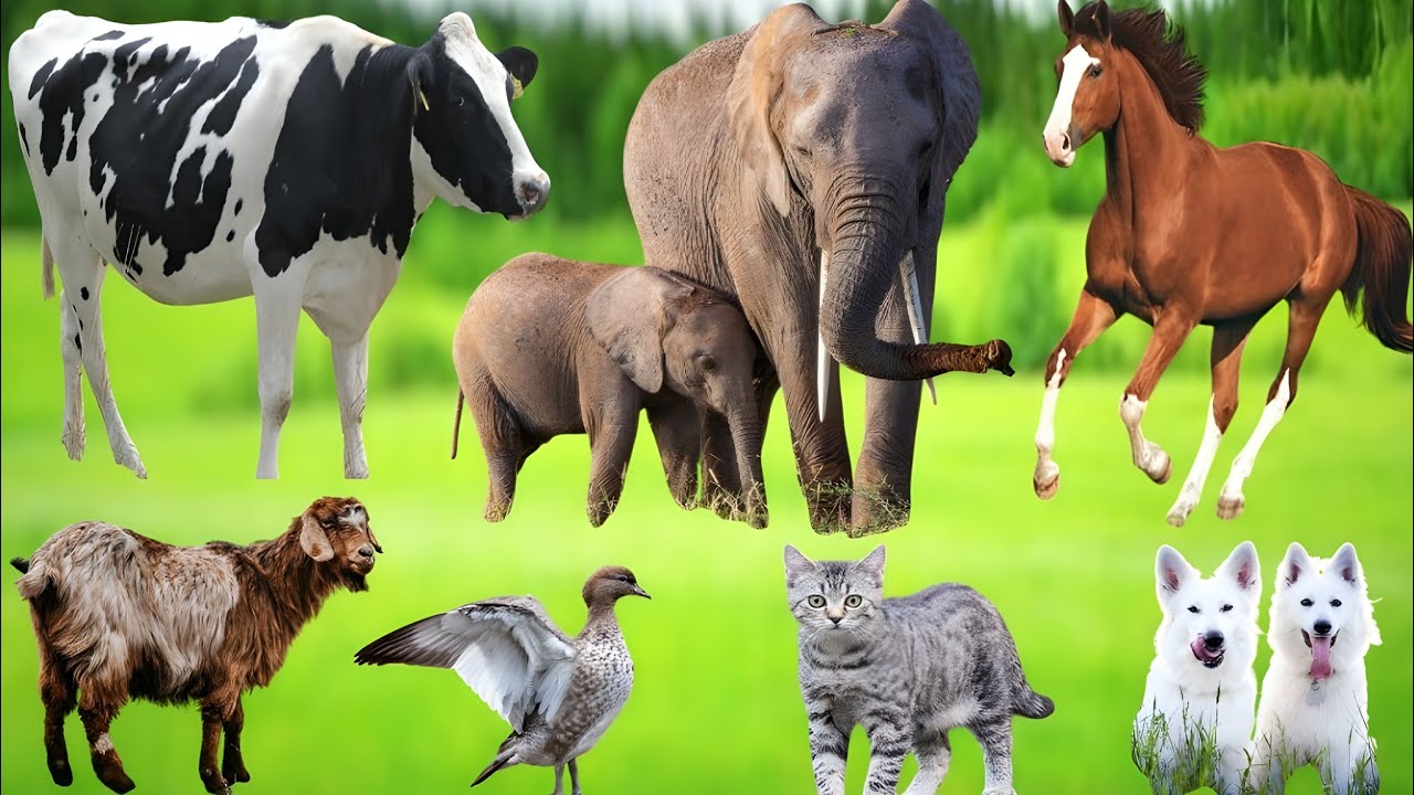 Farm Animal Life: Cow, Goat, Sheep, Donkey, Horse, Hen, Duck, Cat, Dog &ndash; Cute Animal Video
