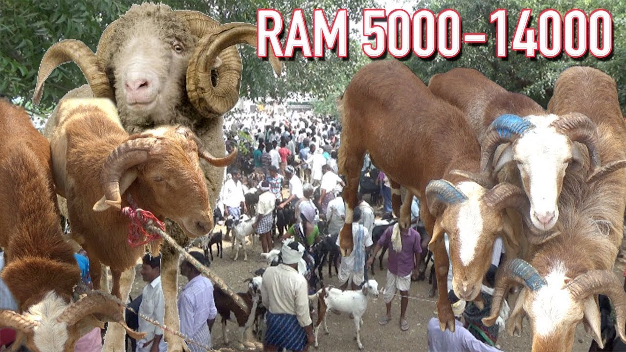 Lowest prices in this market | RAM,SHEEP and GOAT MARKET in NEMMIKAL