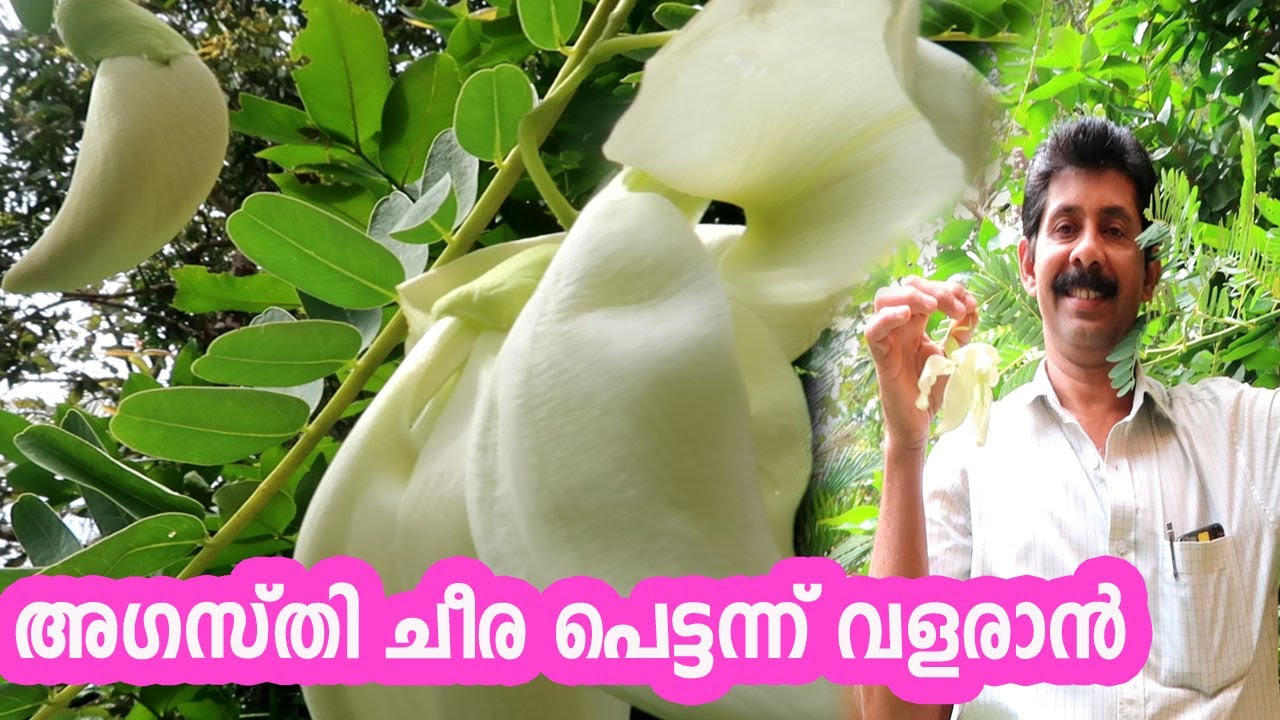 അഗത്തി ചീര ഇലക്കറിയായും ഔഷധമായും വീട്ടിൽ വളർത്താം Agathi Cheera
