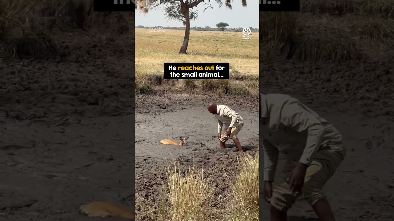 He Didn&rsquo;t Hesitate To Save This Trapped Baby Impala #rescue #animals #wildlife