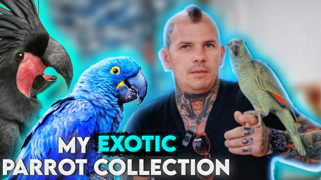 My Exotic Parrot Family