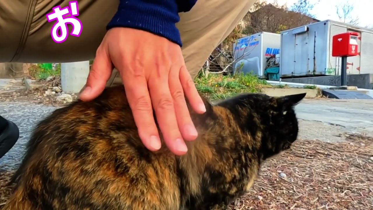撫でられにやってきたサビ猫さん　　猫」「CAT & PEACE」