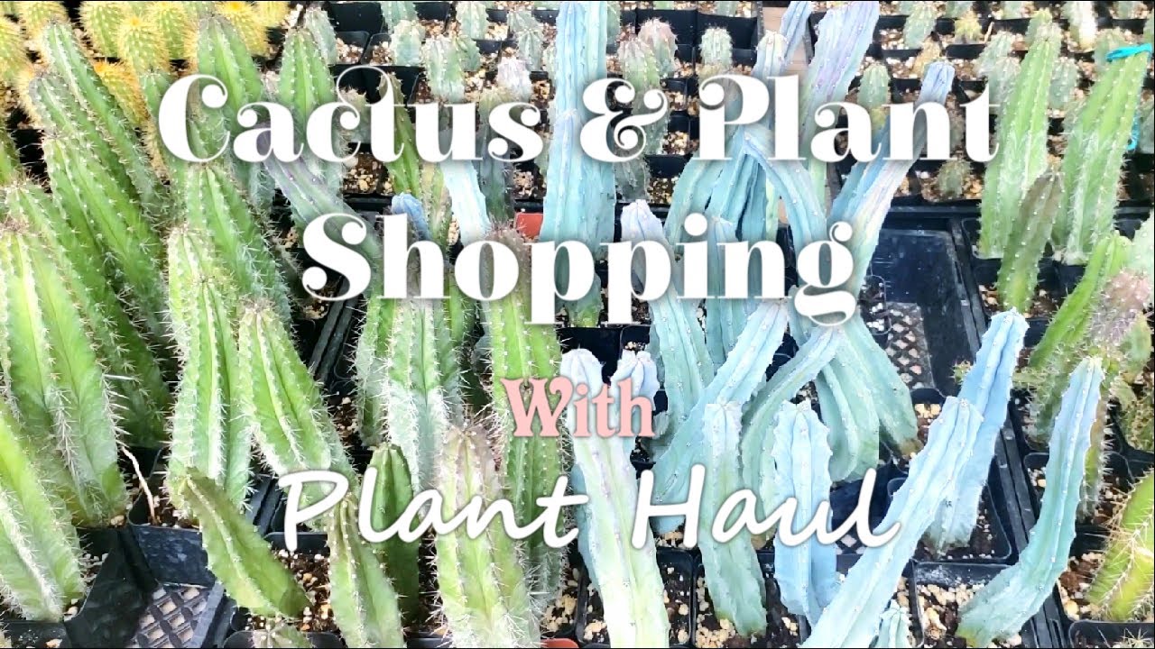 Let's go Shopping!! Cactus Nursery, Walmart, Lowe's