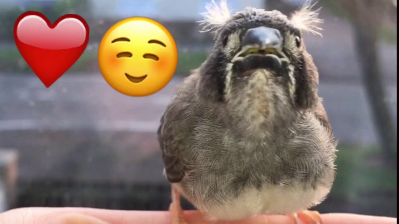 ZEBRA FINCH CHICK GROWTH! (DAYS 1-22)