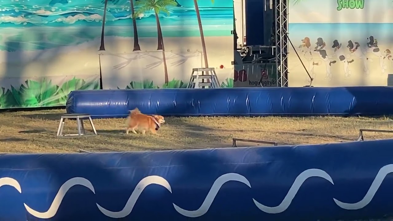 This Pomeranian Circus Dog Can Walk Upright Like a Human 🐶 NC State Fair