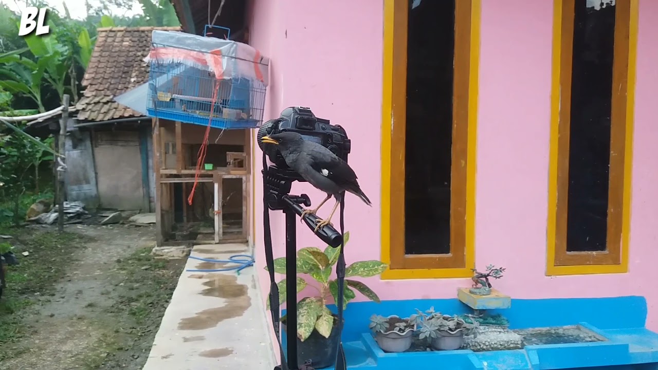 cara melatih burung jalak kebo agar liar tapi makan di kandang