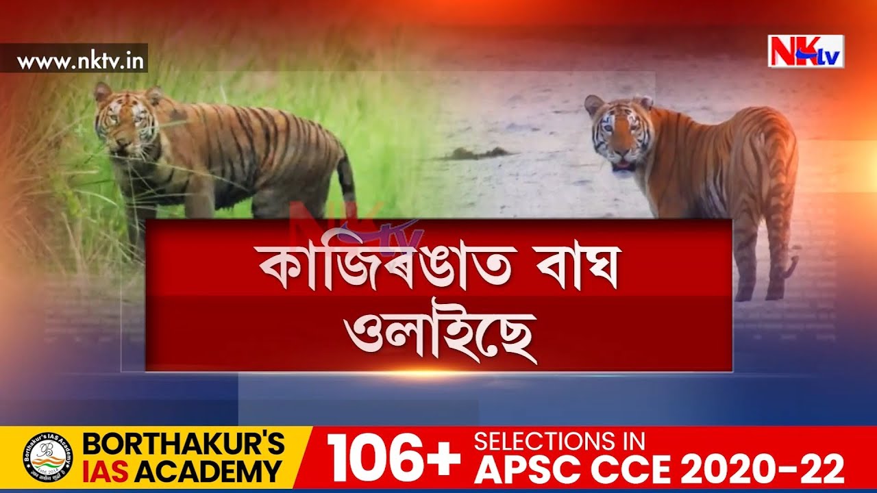 এশিঙীয়া গঁড়ৰ সমান্তৰালকৈ কাজিৰঙা বিখ্যাত ঢেকীয়াপতীয়া বাঘৰ বাবে
