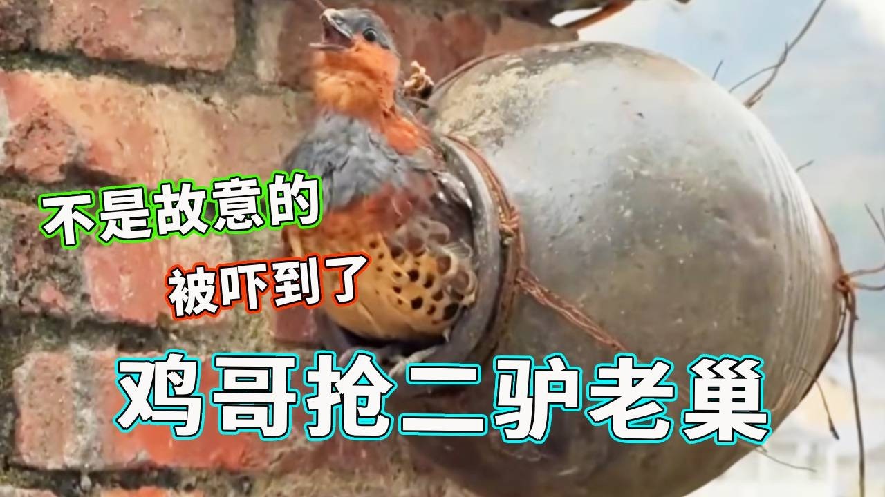 鸡哥今天胆子大了！竟然公然抢占二驴的老巢，还好二驴不在不然鸡哥下场就惨了！【天下一场梦】