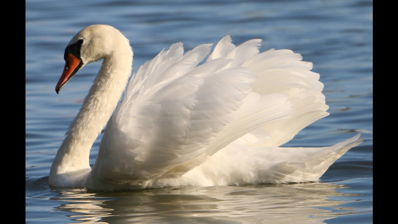LIVE Graceful swans on the lake Relaxing video HD
