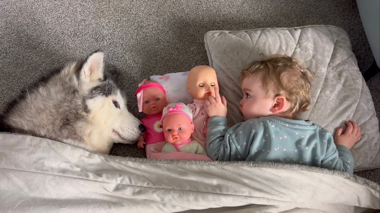Sassy Baby THROWS TANTRUM & Refuses To Share HER Babies With Her Husky!😂💖. [FUNNIEST REACTION!]