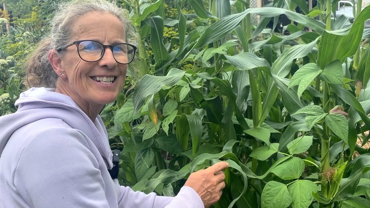 Planting More Corn and some Vegetable Garden Maintenance | Permaculture Life