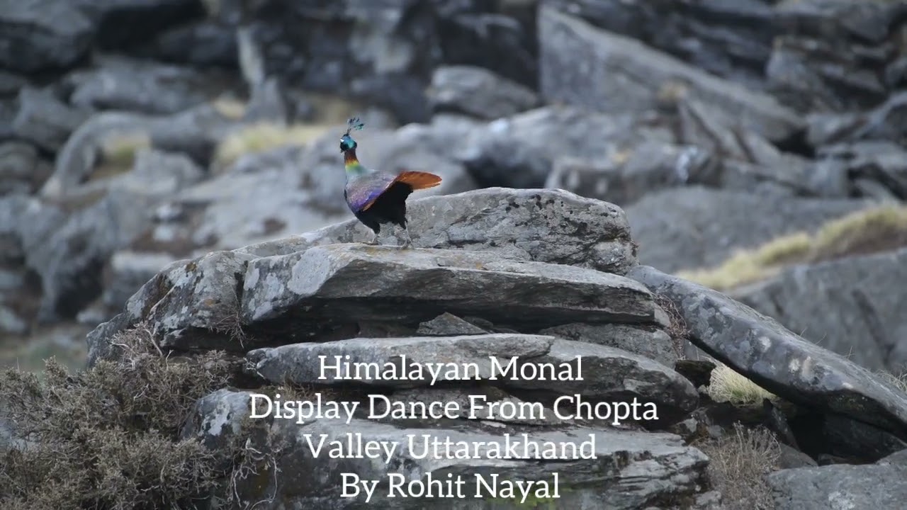 Himalayan Monal Dance 🤩❤|| State bird of Uttarakhand || Chopta Valley 2022