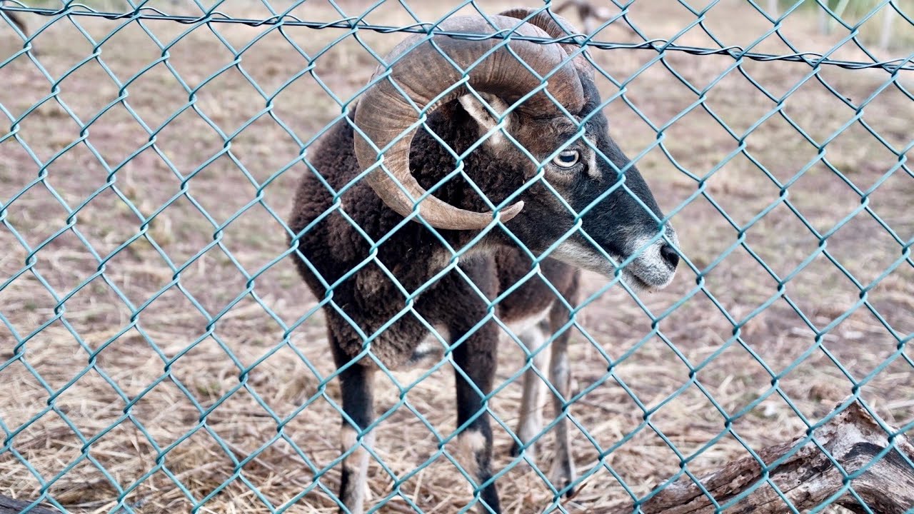 An Aggressive Soay Sheep