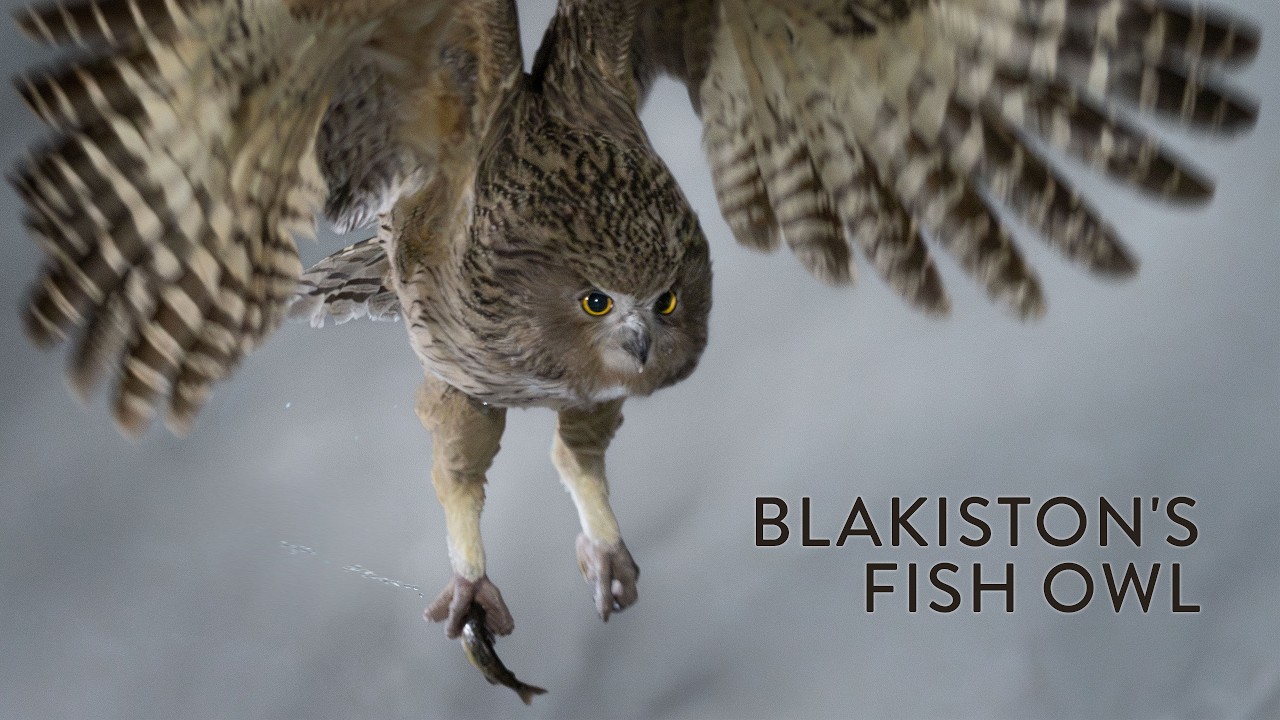 Blakiston's Fish Owl — Ghost of the Frozen Night