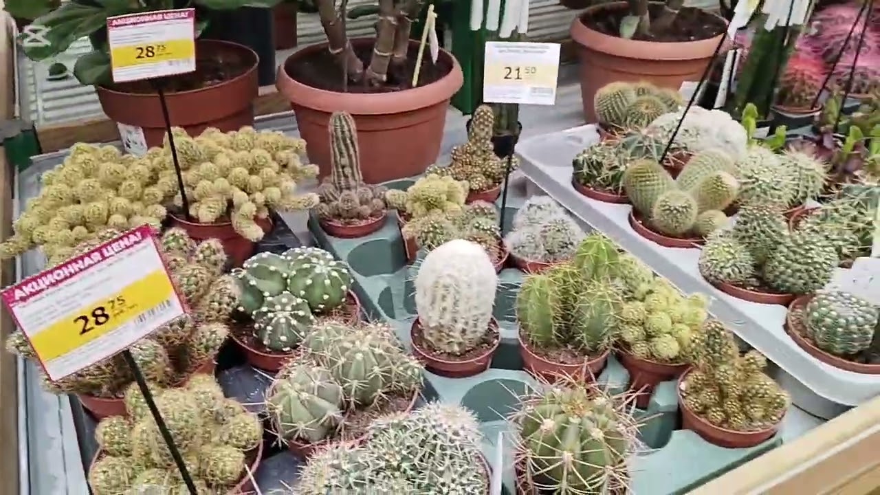 Обзор Комнатных Растений|МАТЕРИК г. Витебск Декабрь 25г.#обзоррастений #цветы #цветыдлядома 