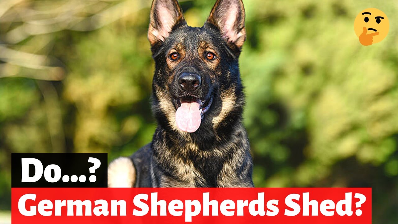 German Shepherd Shedding: How much do they Shed and How to control it?