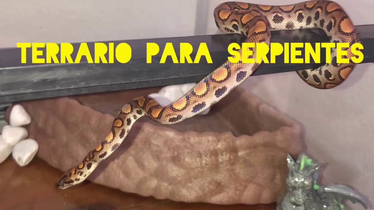 [DIY] TERRARIO PARA SERPIENTES GRANDES 🐍💖