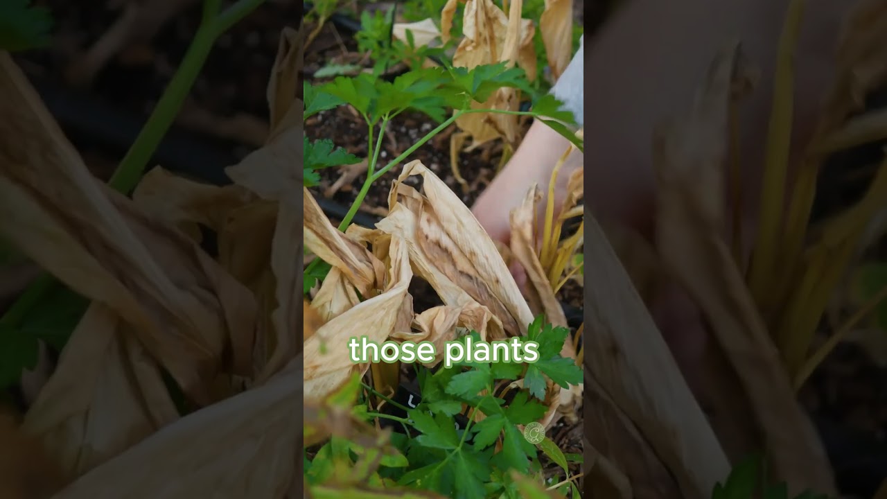 When to cut back frost damaged plants