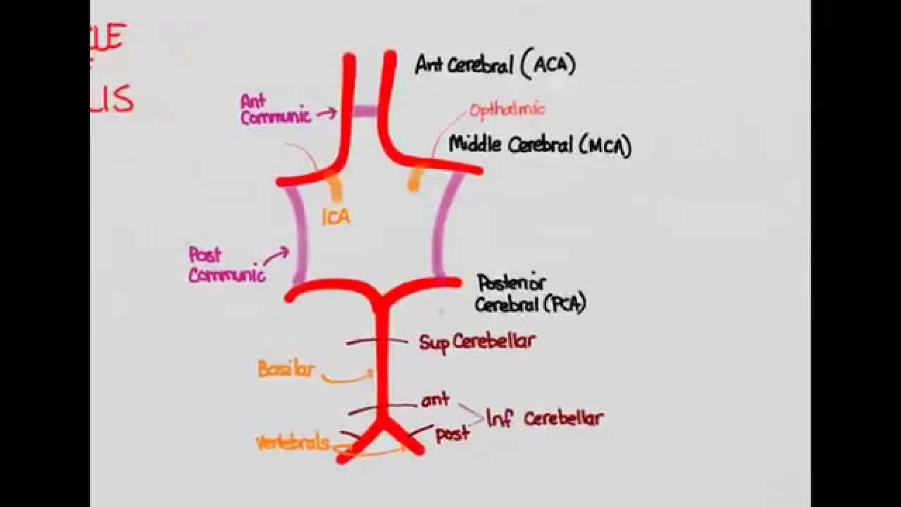 Ischemic Stroke 02: Anatomy