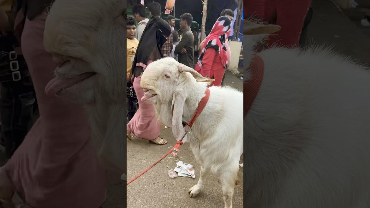 A VERY BEAUTIFUL WHITE🤍 ANDUL IN DEONAR BAKRA MANDI 2025 #deonarbakramandi #bakraeid #trending