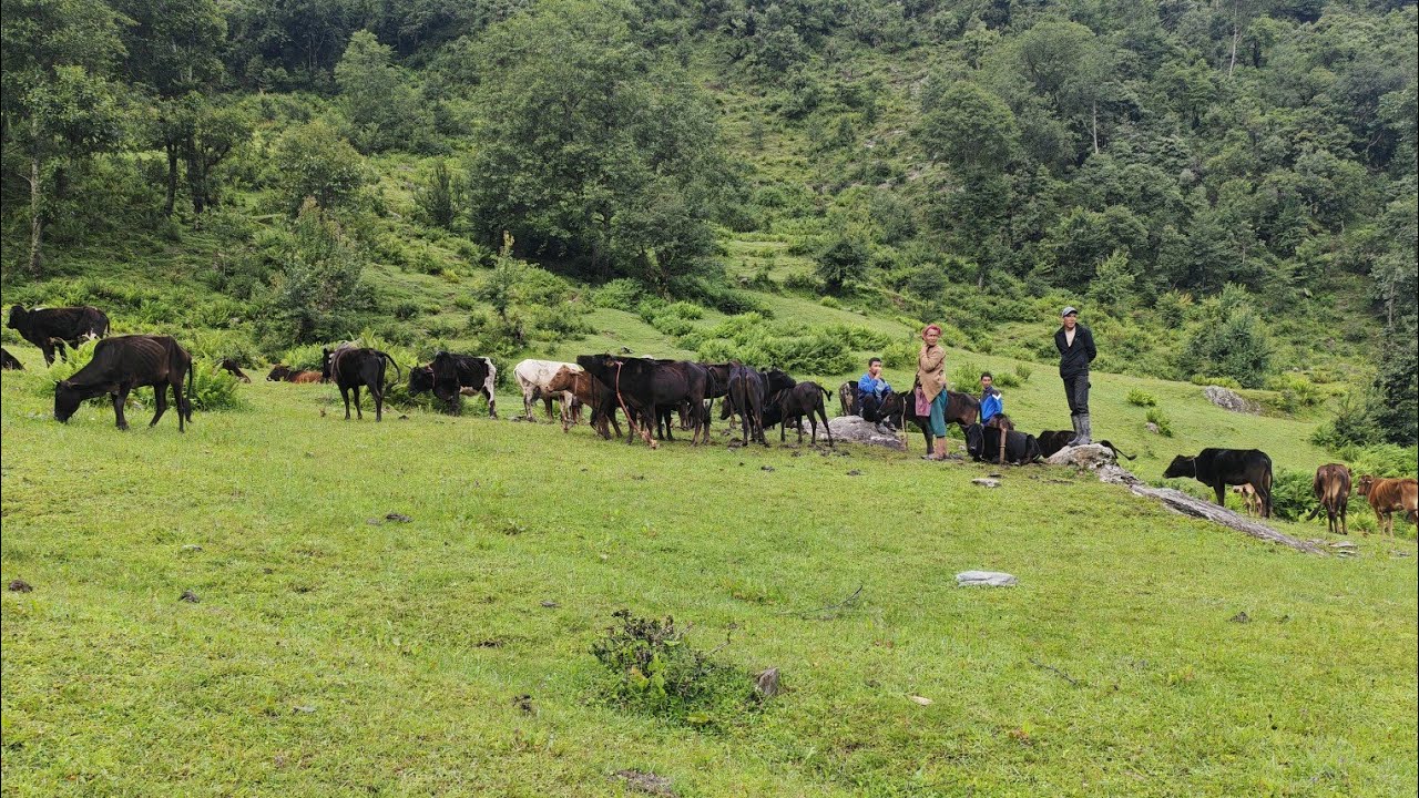 The joys and sorrows of those who went to Lear Lake as cows .mountain village life in nepal 🇳🇵