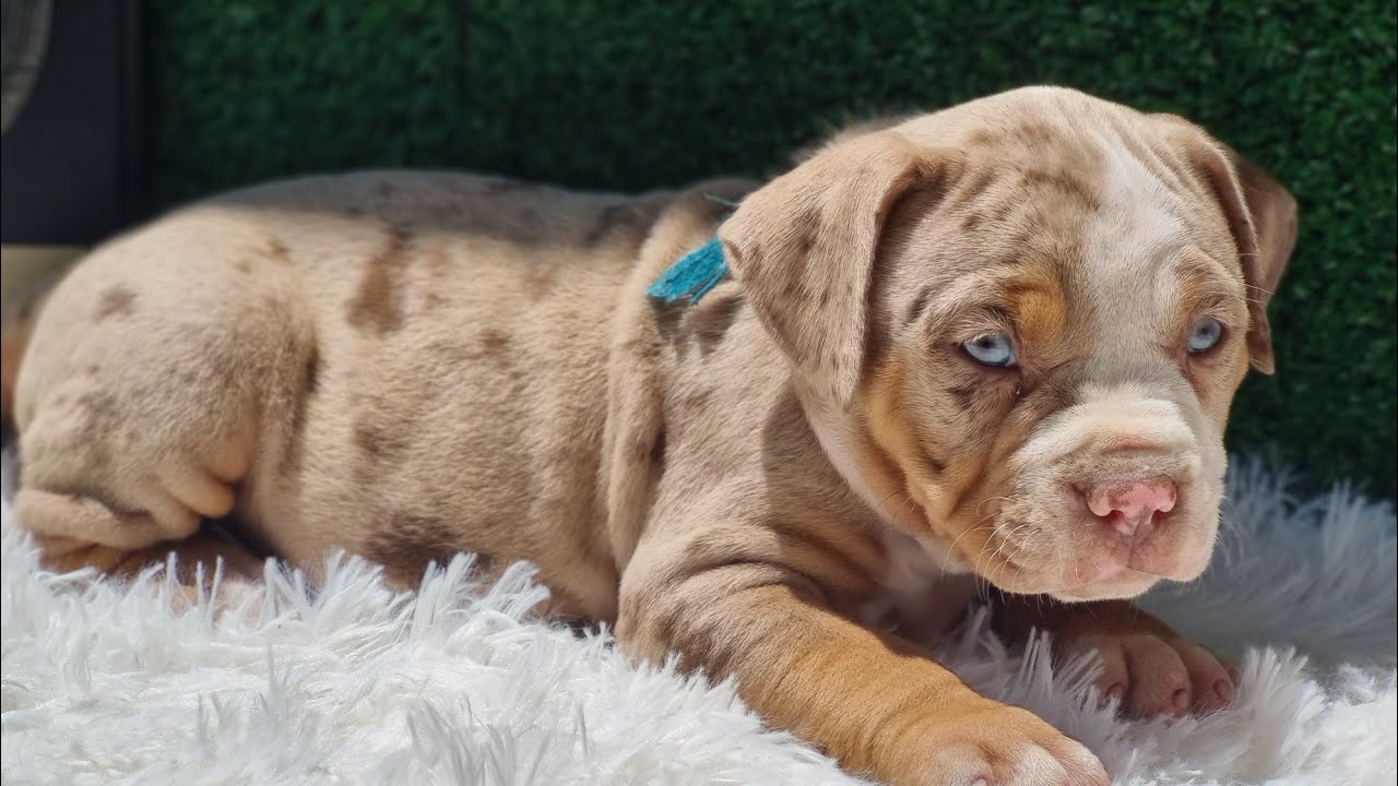 COMO TIRAR FOTOS 📷 PRA DIVULGAR OS FILHOTES MERLE!!