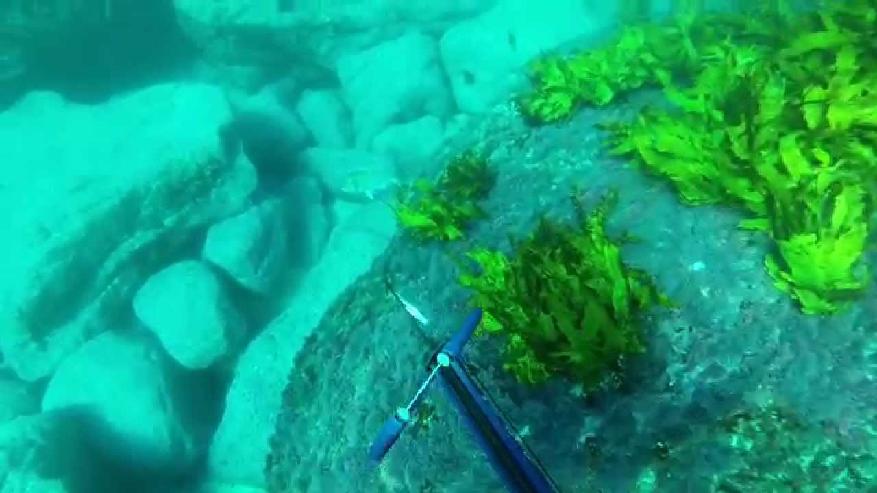 Spearfishing Sydney Australia - Part 8