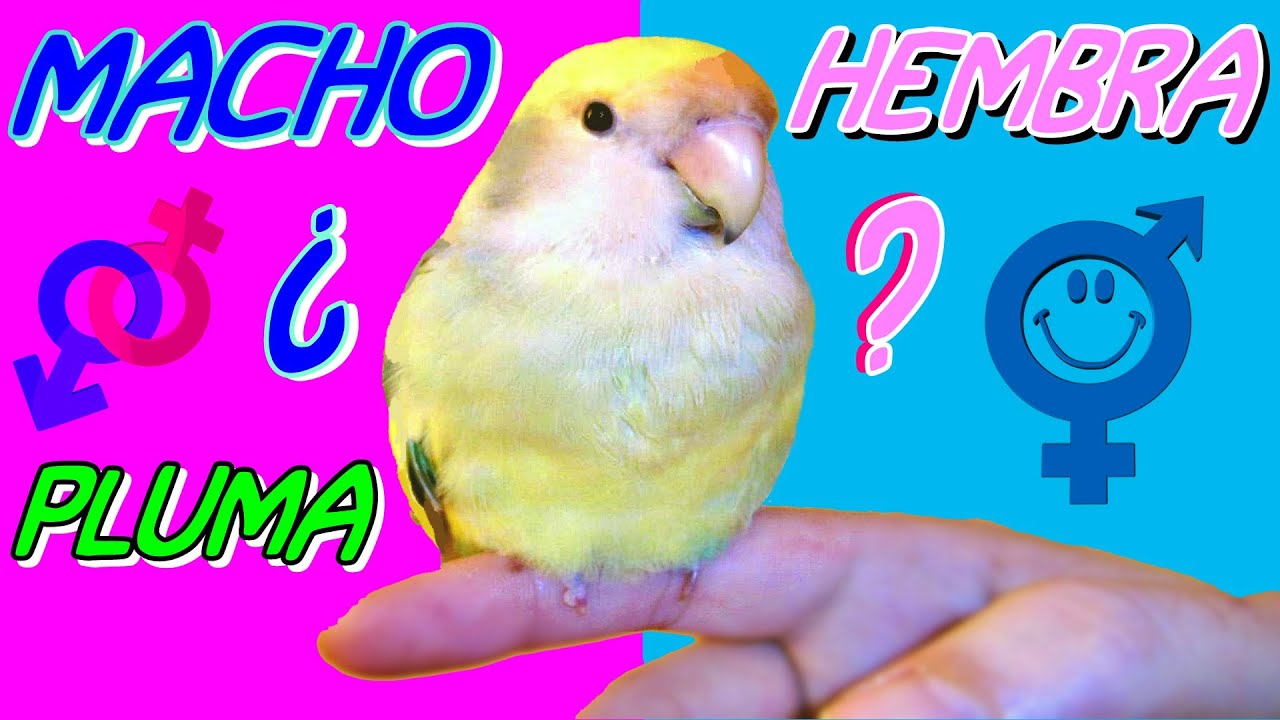 ¿PLUMA es un agaporni MACHO o HEMBRA? a ver si lo sabeis...