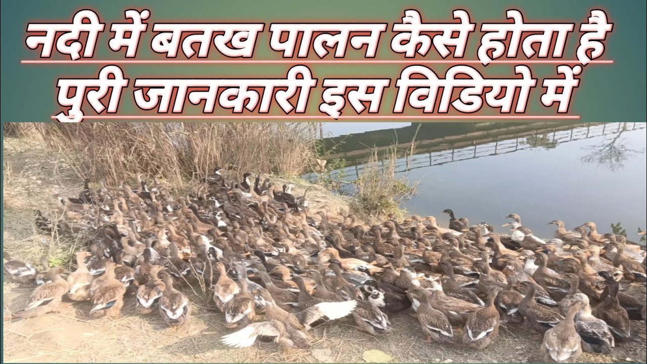 नदी में बतख पालन कैसे करें? | कम खर्च में ज्यादा मुनाफा#नदीमेंबतखपालन#बतखपालन#DuckFarming#birds#duck