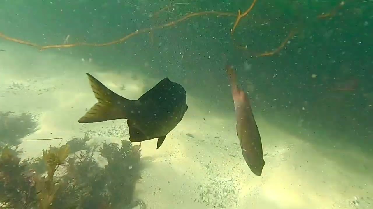 Breakwater cove marina scuba diving (Monterey, CA)