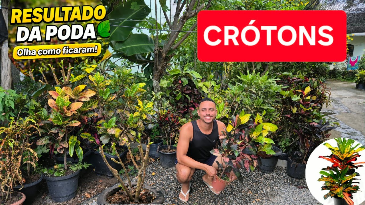 Como Cuidar de Crótons 🌿 Resultado da Poda e Transformação no Jardim