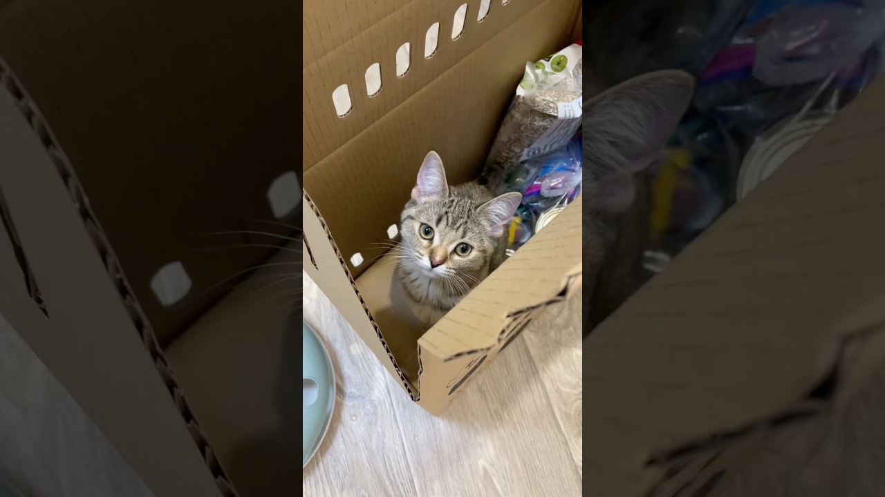 Провожаем Лею 🥰