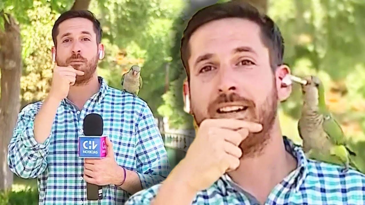 Parrot Steals Reporter&rsquo;s Earpiece