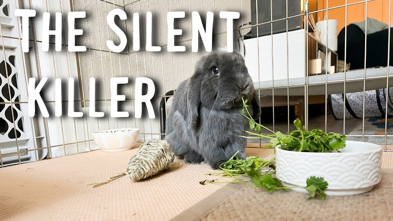 GI Stasis in Rabbits aka 