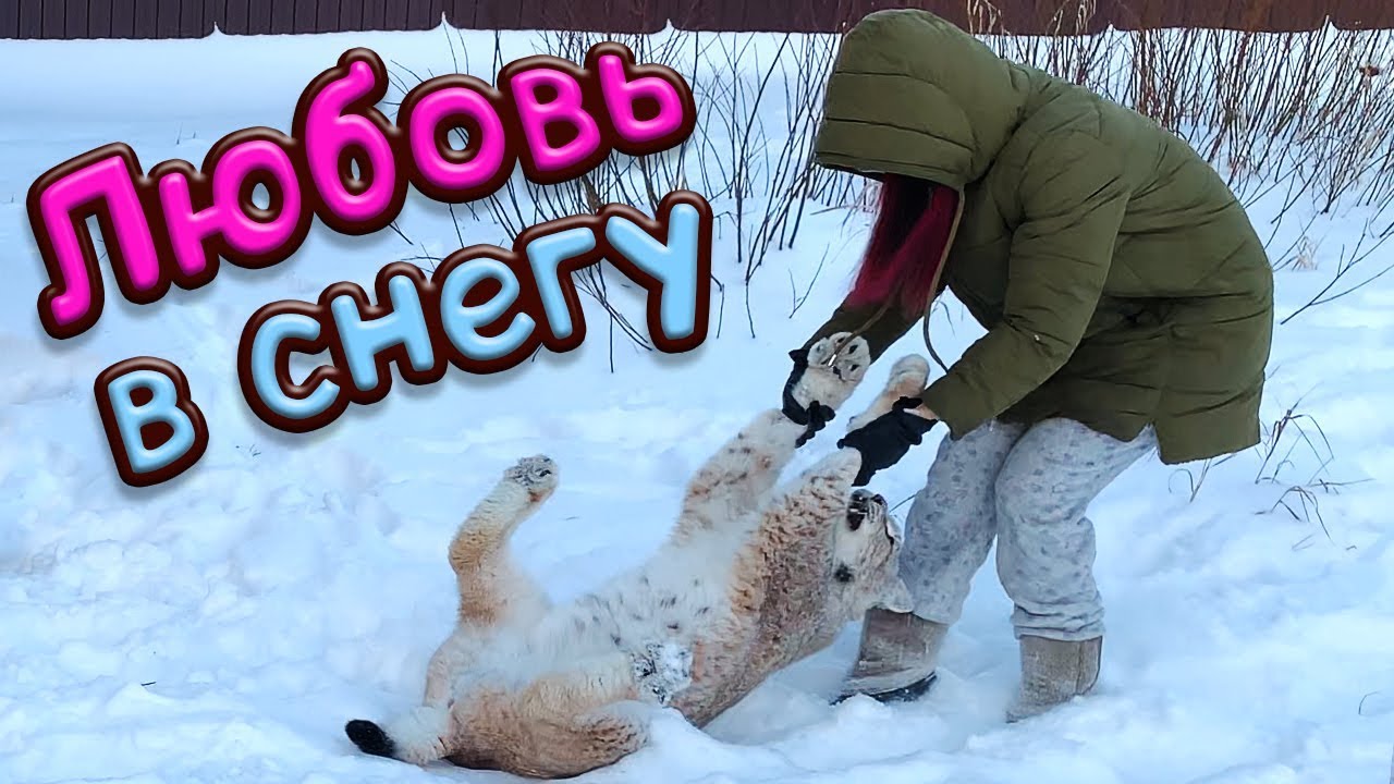 ЛЮБОВЬ В СНЕГУ / Рыси и пума получают снежный душ
