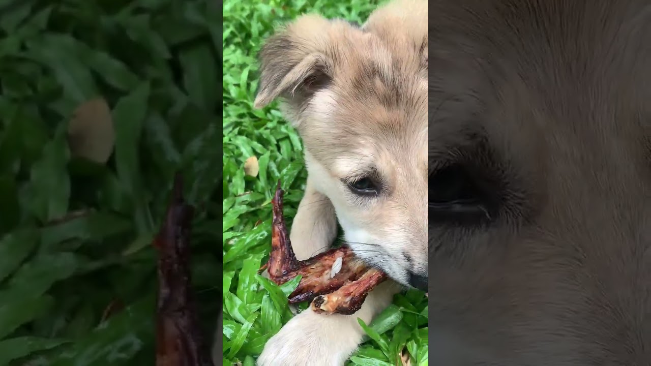 Free Time.Puppy’s life is Happy. #puppy #puppies #puppet #puppylife #dog #doglover