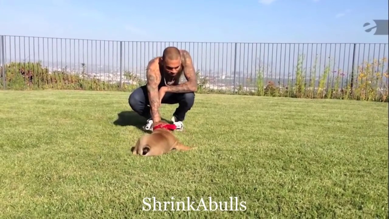 CHRIS BROWN/Breezy SHRINKABULL PUPPY 