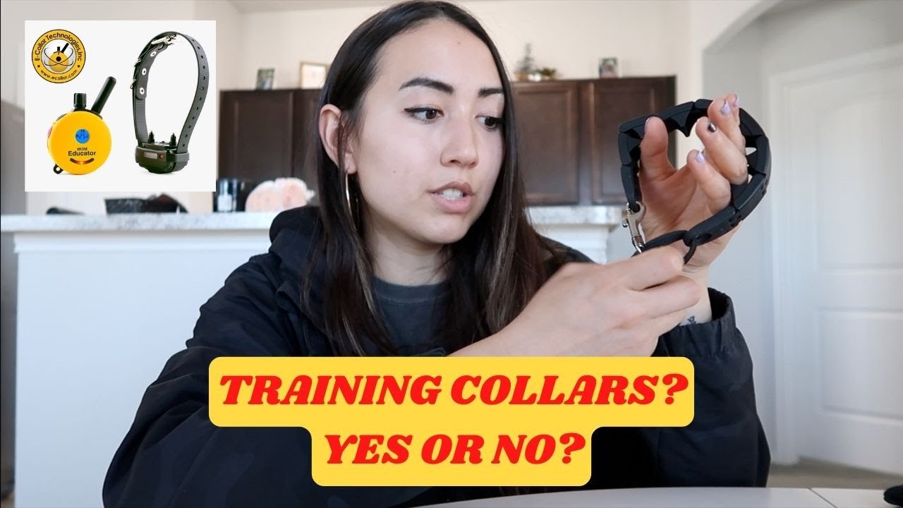 Training Collars??? When to Use? (Basic Overview)