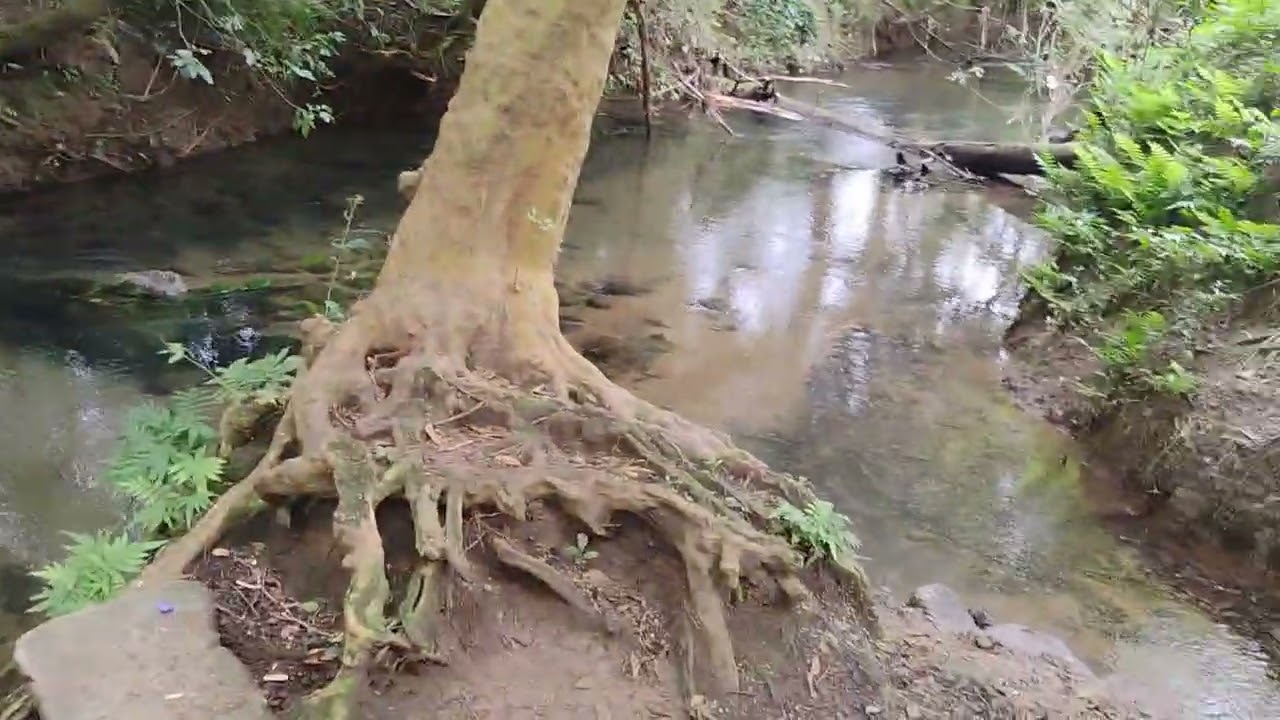 Arroyo Frijol, San José Chltepec, Oaxaca 