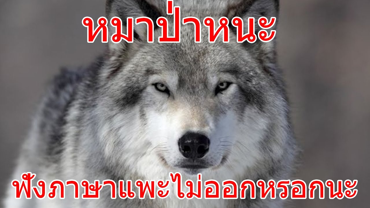 หมาป่าหนะ ฟังภาษาแพะไม่ออกหรอกนะ