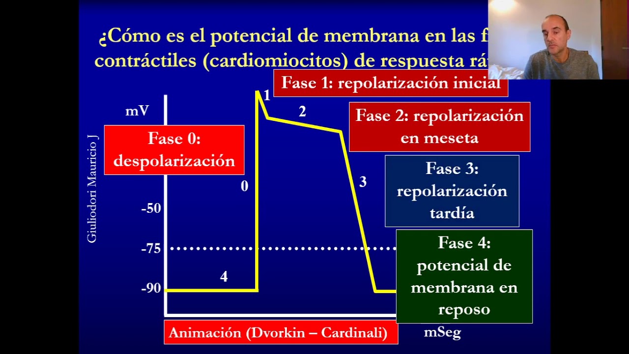 Fisiología del músculo cardíaco en 20 minutos, rápido y fácil