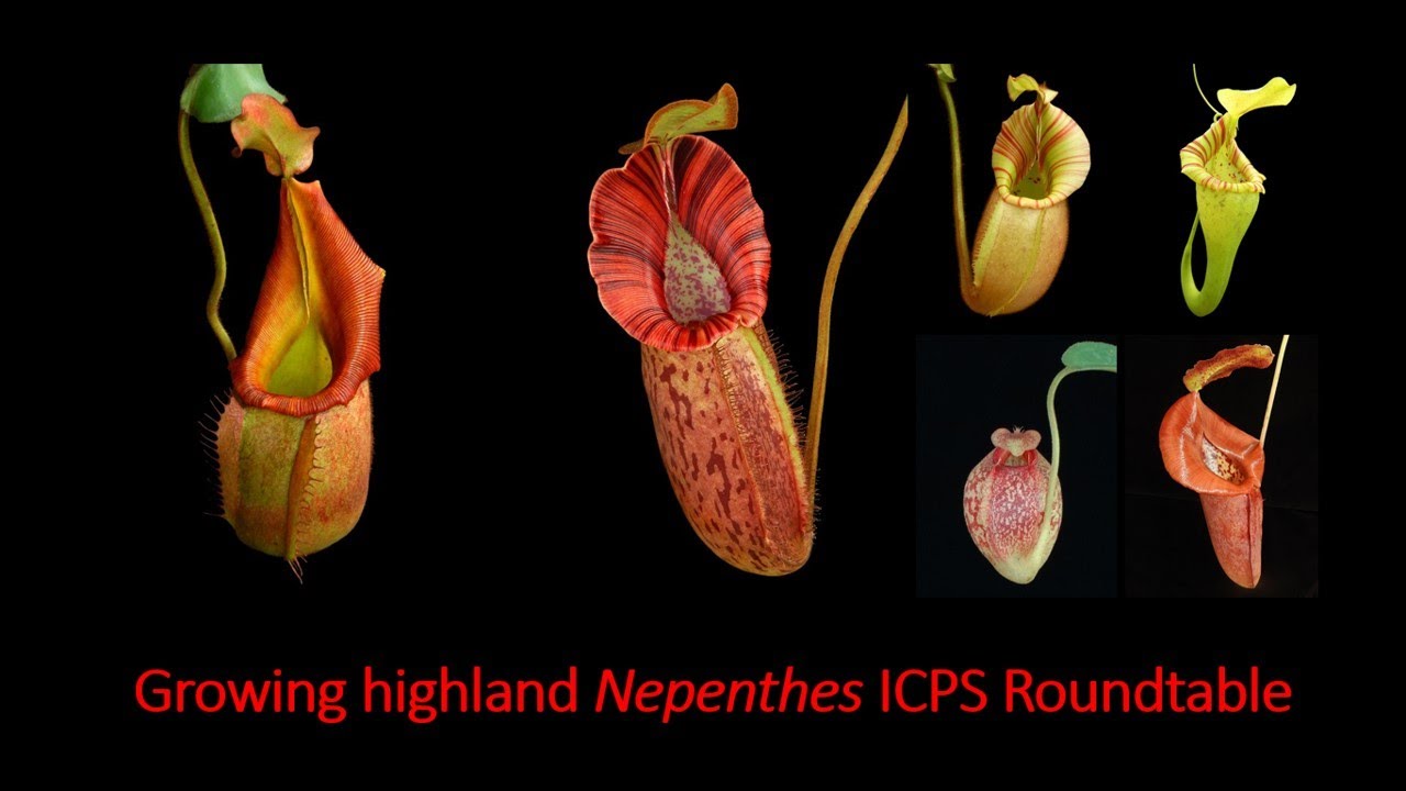 Growing highland Nepenthes ICPS Roundtable