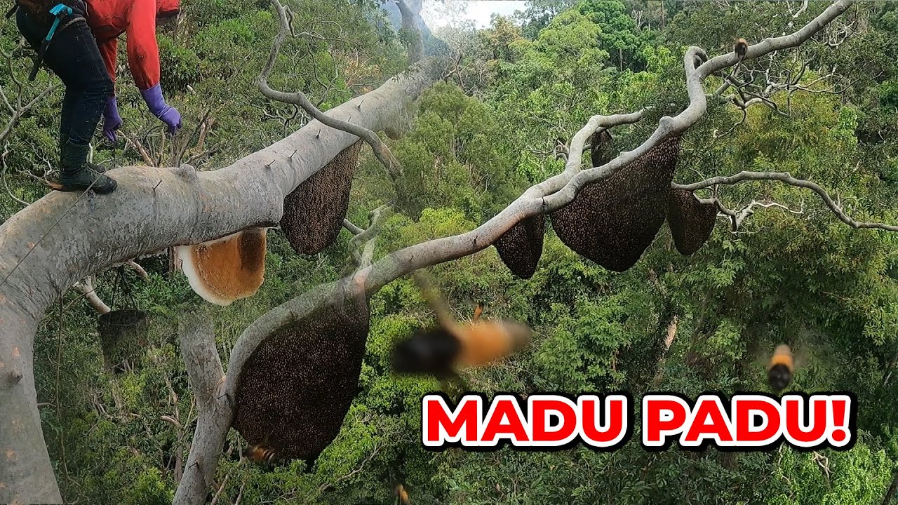 Madu Padu! | Extreme Honey Hunting – Hundreds of Meters High! | 极限猎蜜行动 | #eps 288