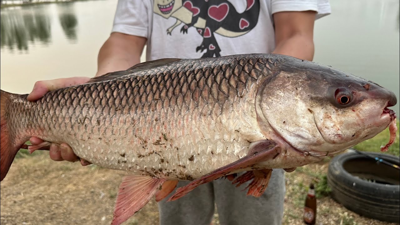 海外で釣れた魚の味が◯◯だった