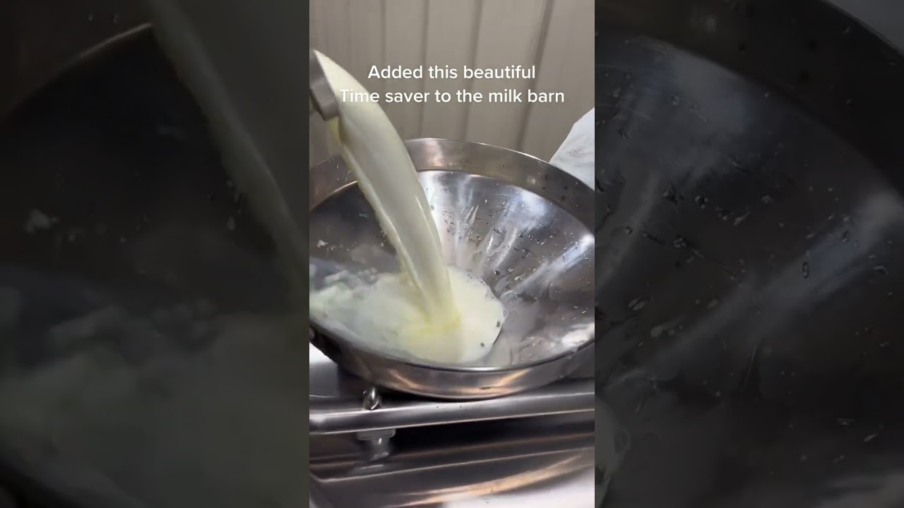 Upgraded to a 30 Gallon Milkplan bulk tank || Raw Milk Micro-dairy #milkcow #smallfarm #farmstead