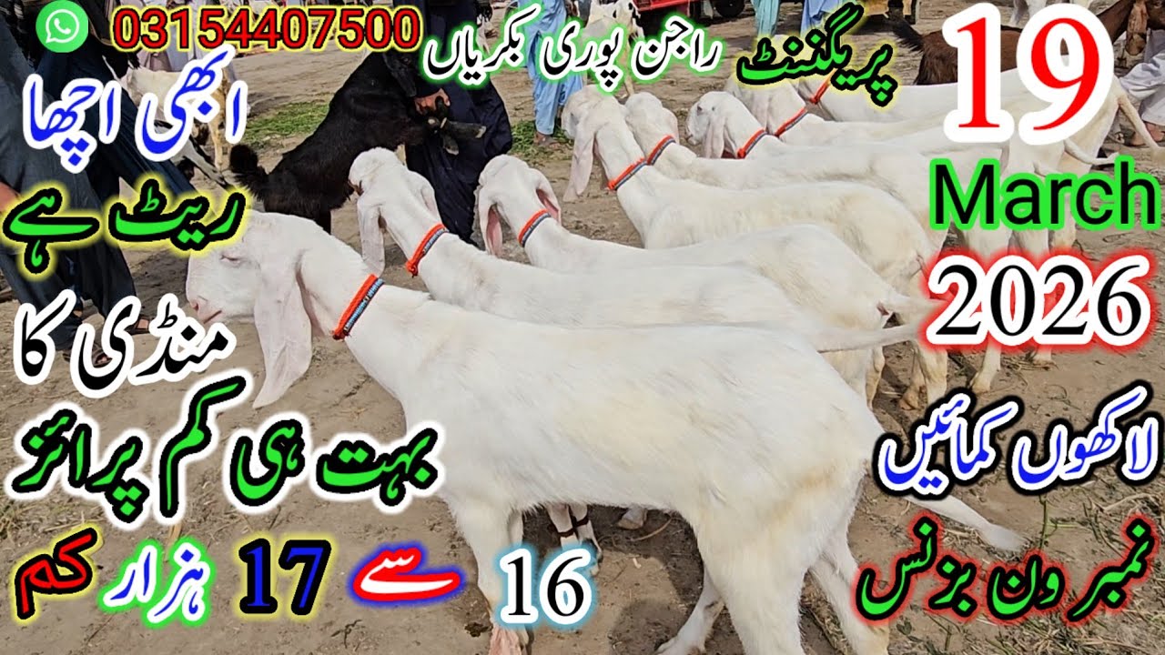 ماشاءاللہ راجنپوری نسل کی حاملہ بکریاں |16 سے ہزار کم قیمت میں بہترین اعلی نسل  | Pak Goat Farm 