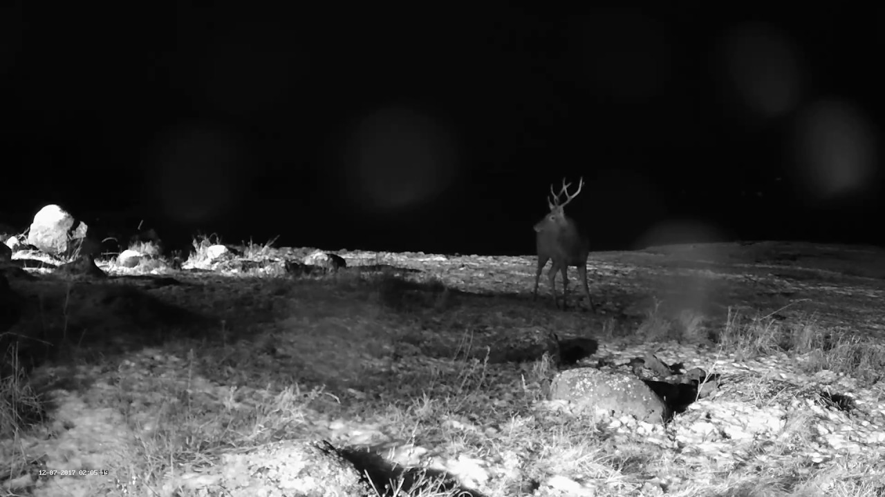 hirv 2017-12-07 02:05