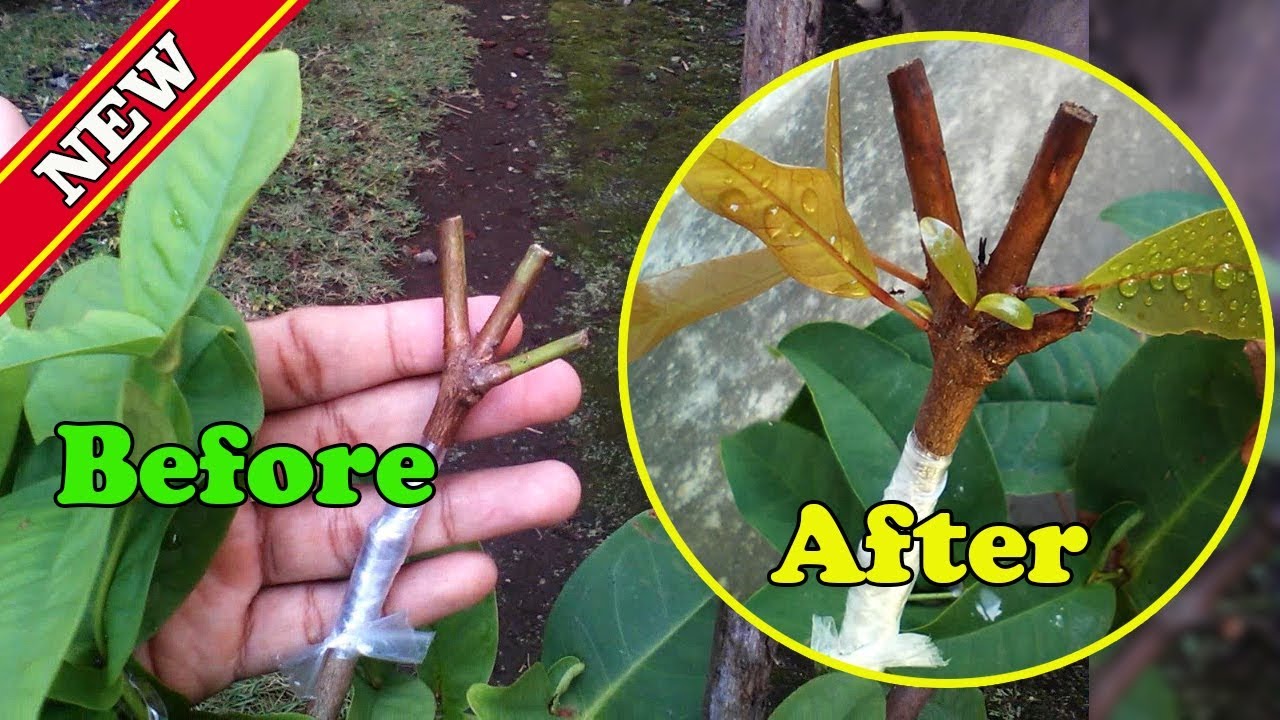 Cleft Grafting Tutorial Before And After Tested On Water Apple Tree by Grafting Examples
