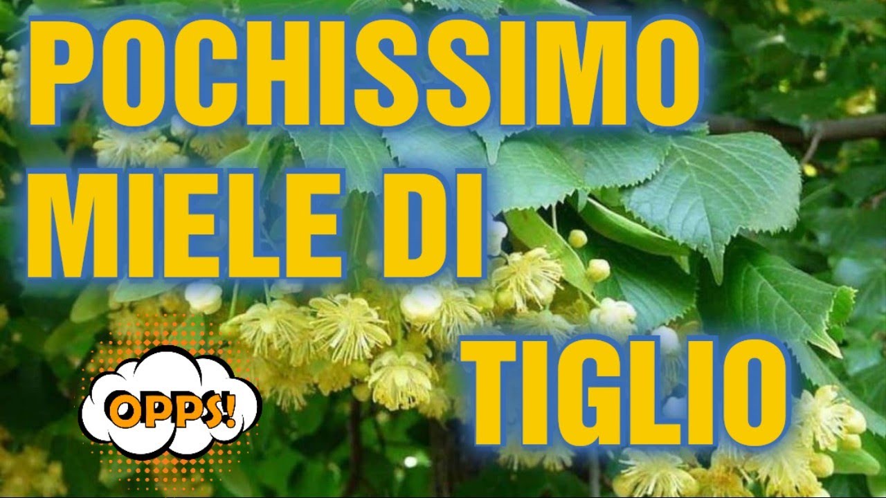 Apicoltura CD: Come procede il raccolto del tiglio? 🤔