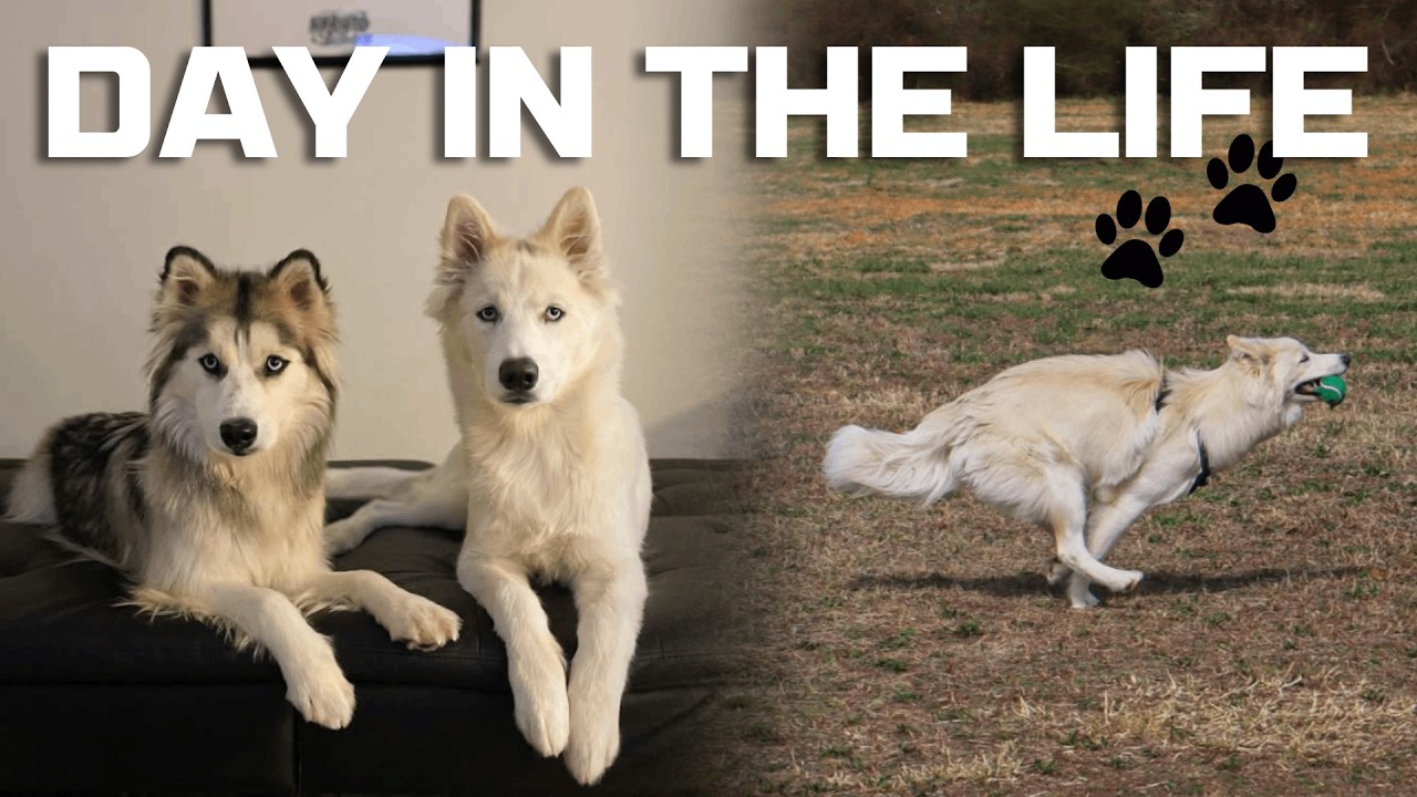 A Day in the Life: Siberian Husky Edition